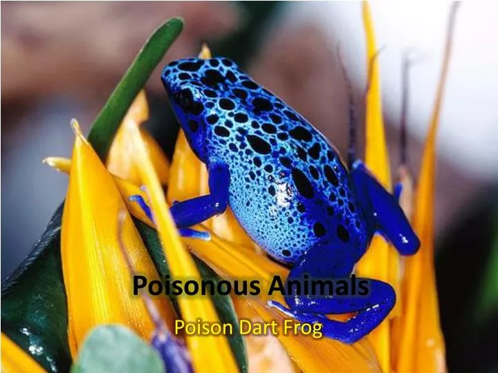 poisonous animals