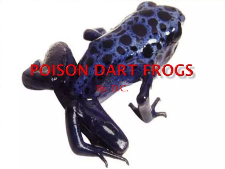 poison dart frogs