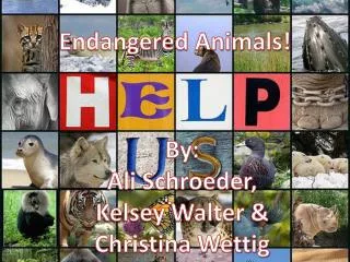 Endangered Animals!