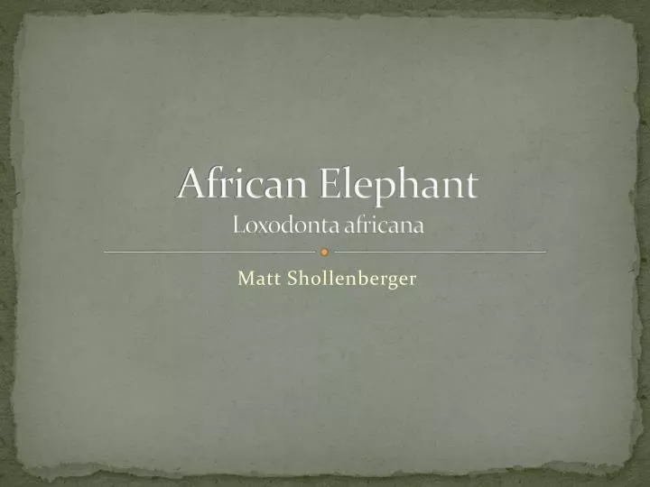 african elephant loxodonta africana
