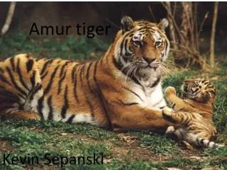 Amur tiger