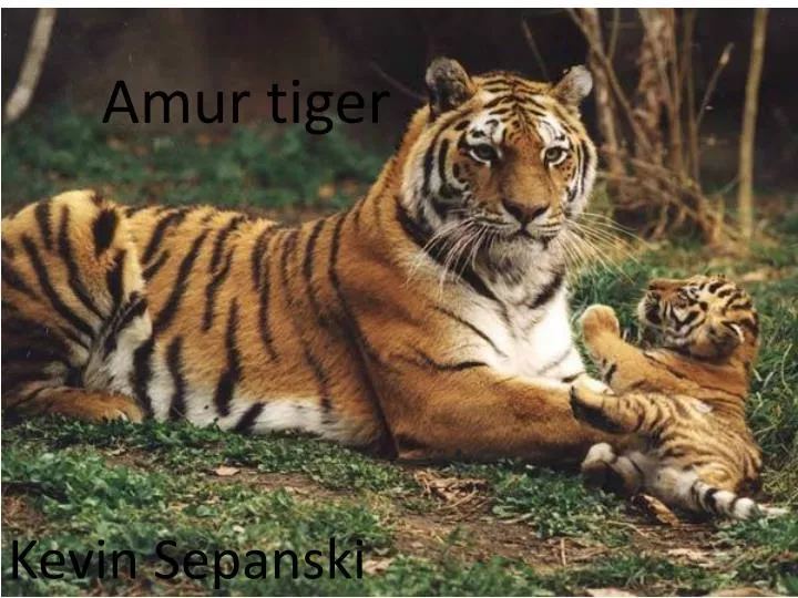 amur tiger