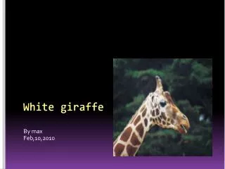 White giraffe