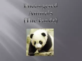 Endangered Animals (The Panda)