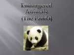 Endangered Animals (The Panda) - slide 1