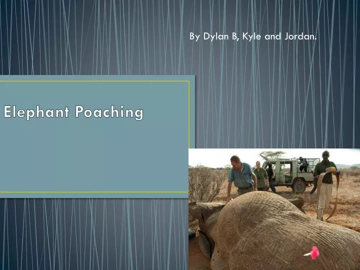 elephant poaching