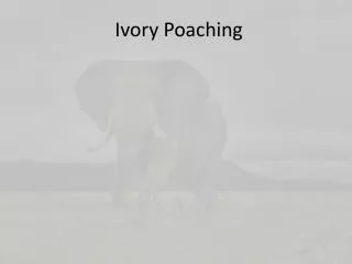 Ivory Poaching