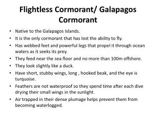 Flightless Cormorant/ Galapagos Cormorant