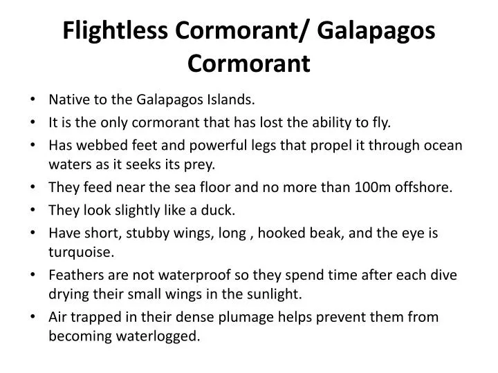 flightless cormorant galapagos cormorant