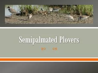 Semipalmated Plovers