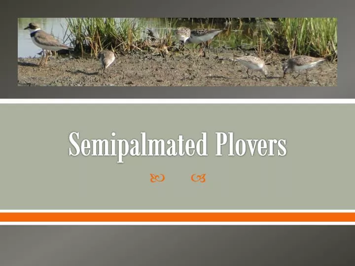 semipalmated plovers