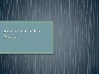 American Golden Plover