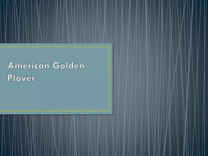 american golden plover