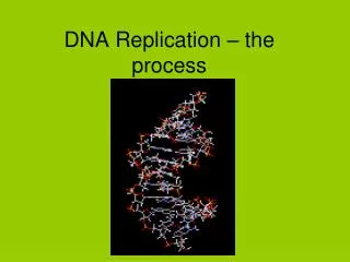 dna replication the process