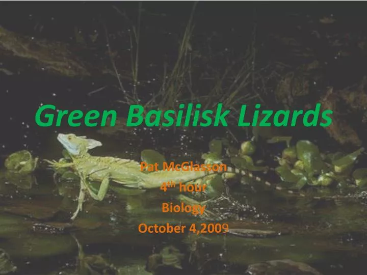 green basilisk lizards