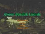 Green Basilisk Lizards - slide 1