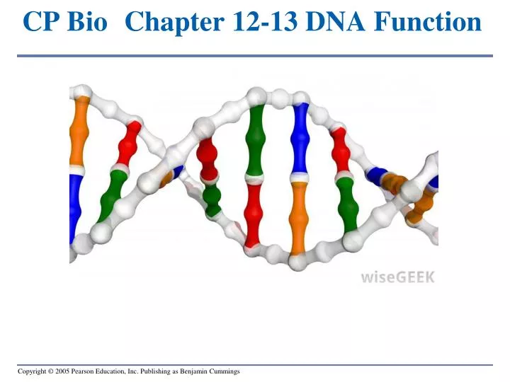 cp bio chapter 12 13 dna function
