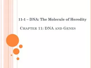 Chapter 11: DNA and Genes