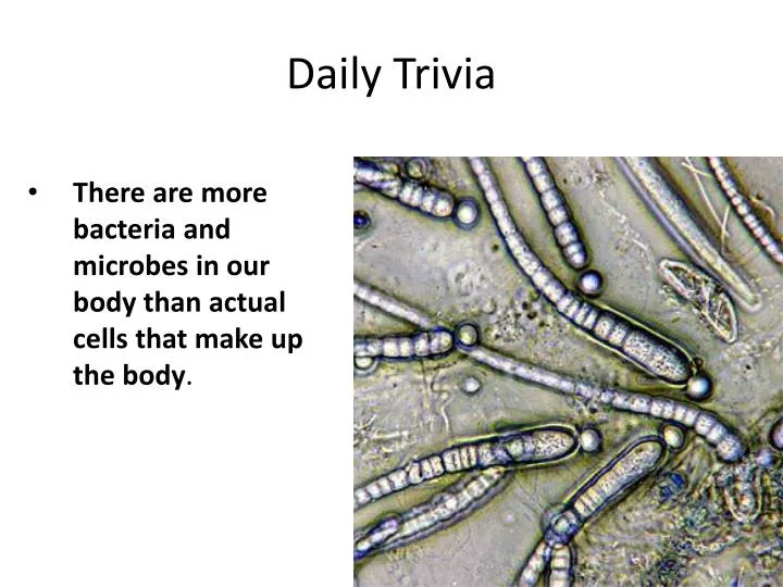 daily trivia