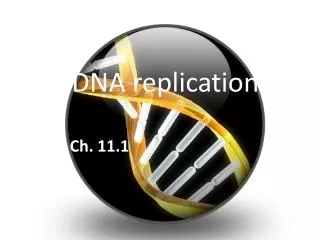 DNA replication