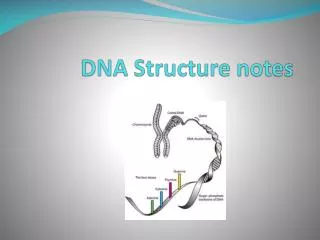 DNA Structure notes
