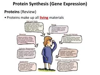 Protein Synthesis (Gene Expression) Proteins (Review) Proteins make up all living materials