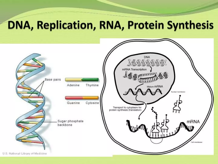 dna replication rna protein synthesis