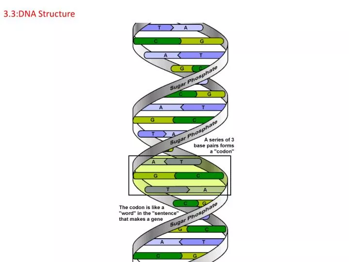 3 3 dna structure