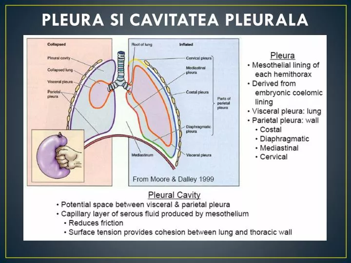 pleura si cavitatea pleurala