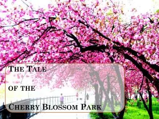The Tale of the Cherry Blossom Park