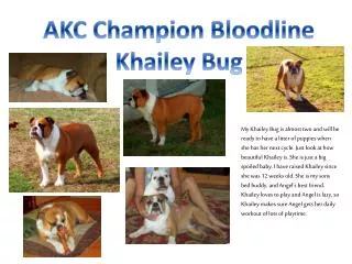 AKC Champion Bloodline Khailey Bug