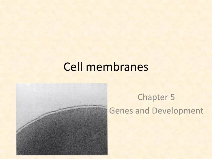 cell membranes
