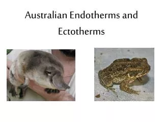 Australian Endotherms and Ectotherms