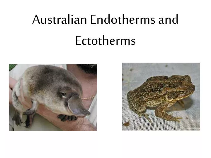 PPT - Australian Endotherms and Ectotherms PowerPoint Presentation