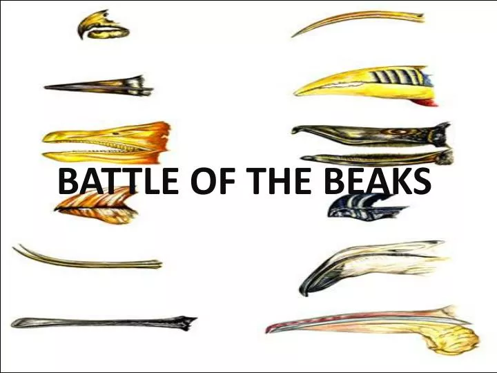 battle of the beaks