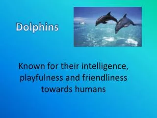 Known for their intelligence, playfulness and friendliness towards humans