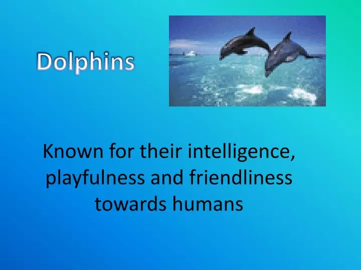 known for their intelligence playfulness and friendliness towards humans