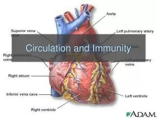 Circulation and Immunity