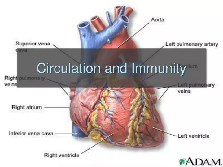 circulation and immunity
