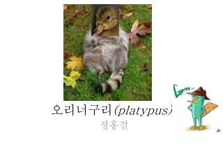 platypus