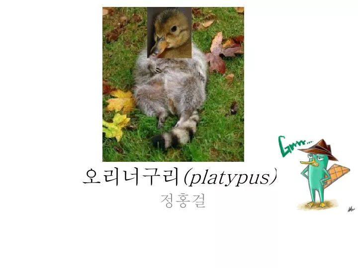 platypus