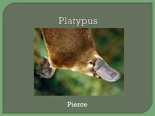 platypus