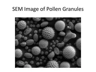 SEM Image of Pollen Granules