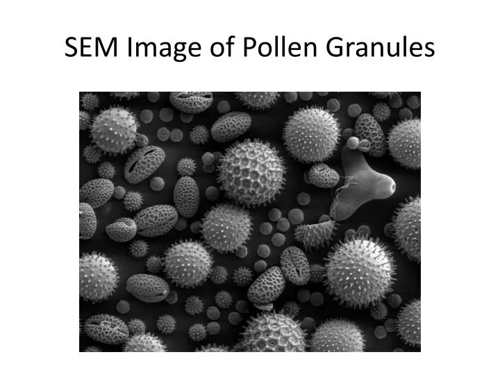 sem image of pollen granules