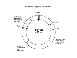 Restriction Mapping of a Plasmid