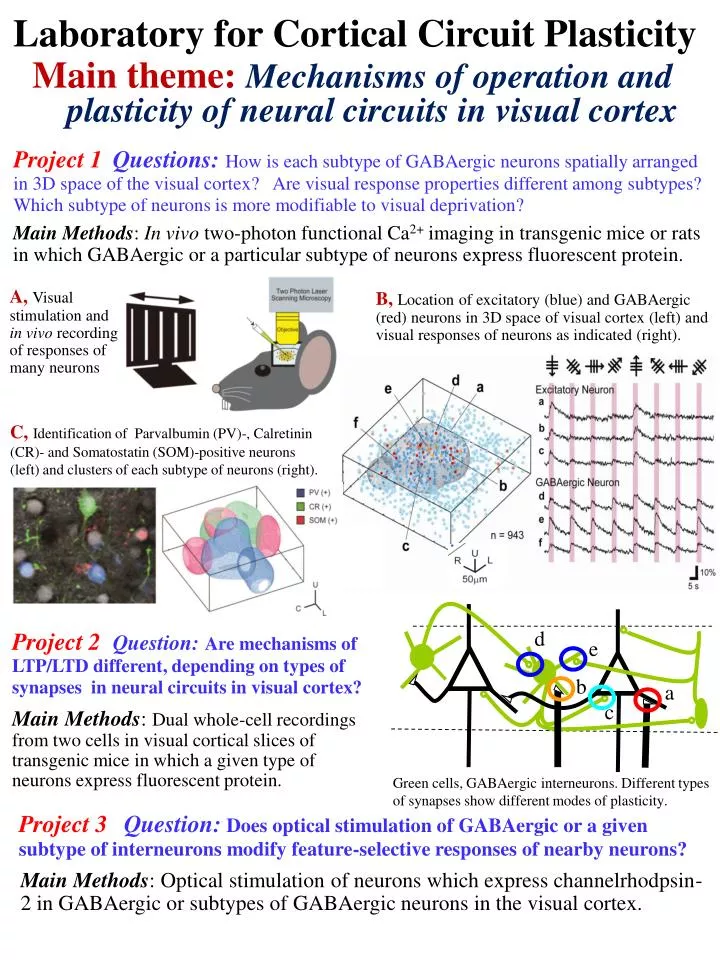 laboratory for cortical circuit plasticity