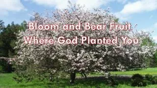Bloom and Bear Fruit Where God Planted You