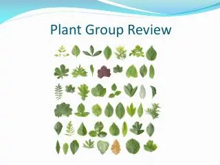 Plant Group Review