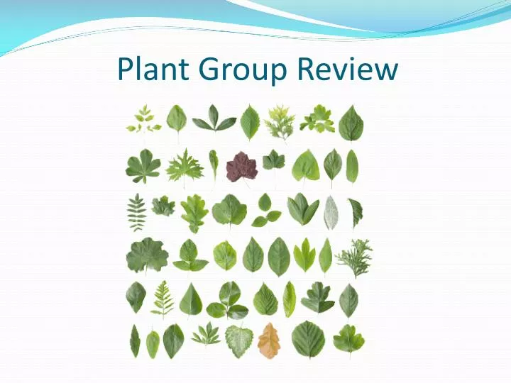 plant group review