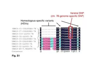 Homeologous-specific variants (HSVs)
